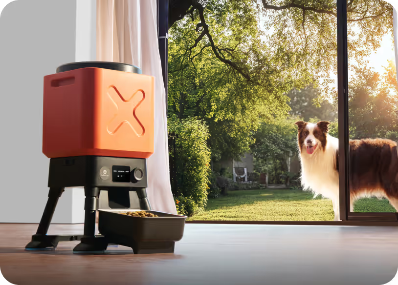 Automatic Pet Feeders